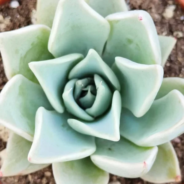 Echeveria subalpina - immagine 2