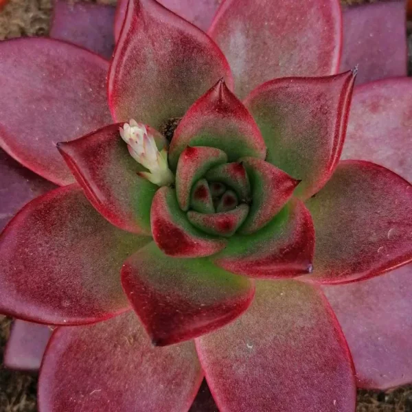 Echeveria agavoides “taurus” - immagine 2