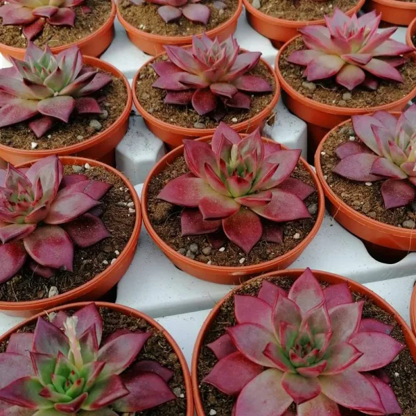 Echeveria agavoides “taurus” - immagine 3