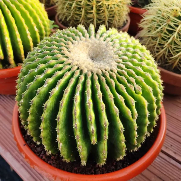 Echinocactus grusonii inermis (cuscino della suocera)