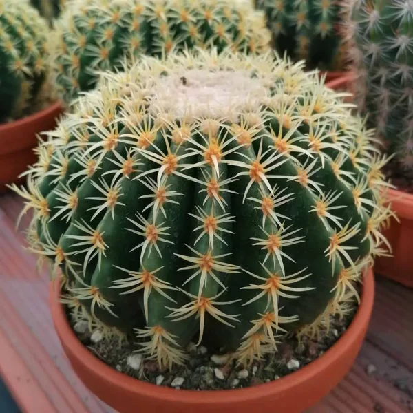 Echinocactus grusonii brevispinus (cuscino della suocera)