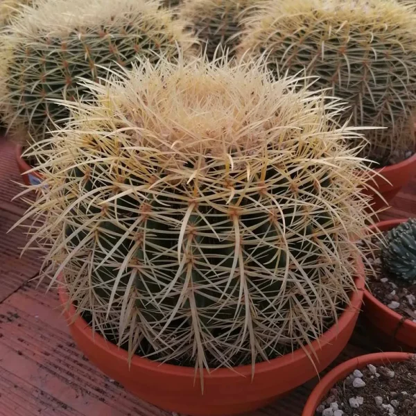 Echinocactus grusonii (cuscino della suocera)