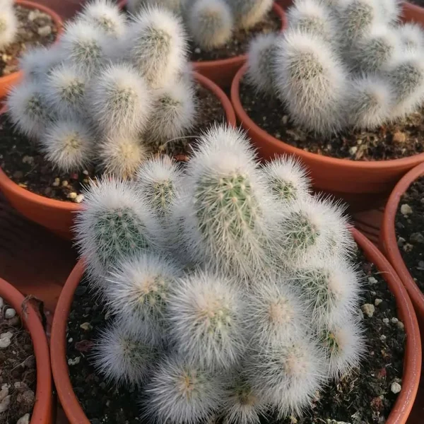 Echinocereus nivosus - immagine 3