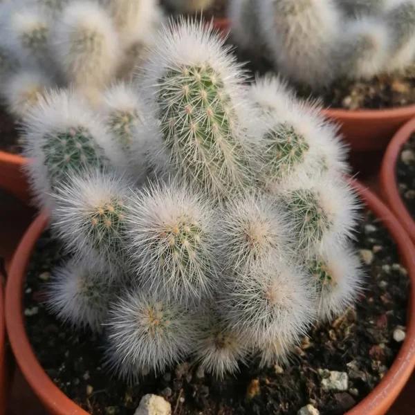 Echinocereus nivosus - immagine 2
