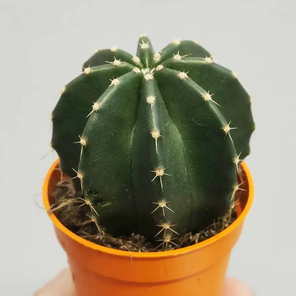 Echinocereus subinermis - immagine 2
