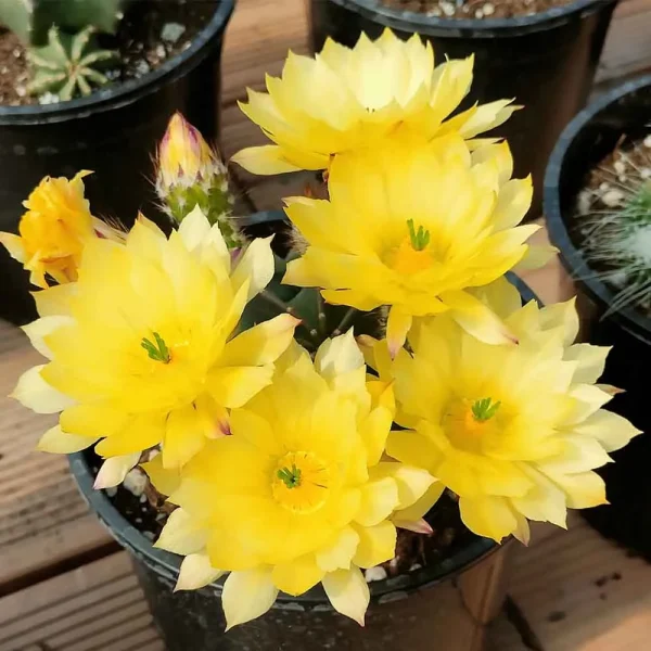 Echinocereus subinermis