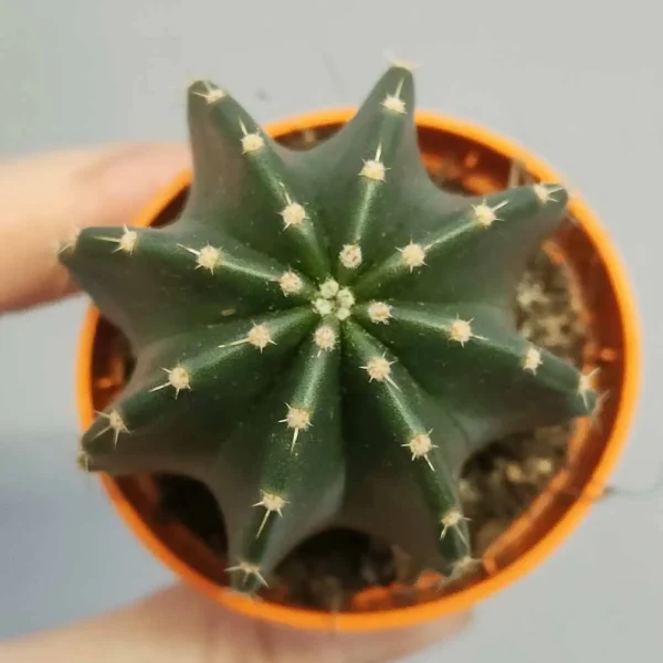 Echinocereus subinermis - immagine 3