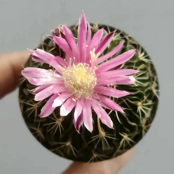 Echinofossulocactus lloydii - immagine 2