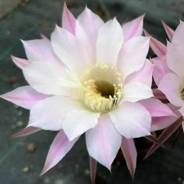 Echinopsis eyriesii