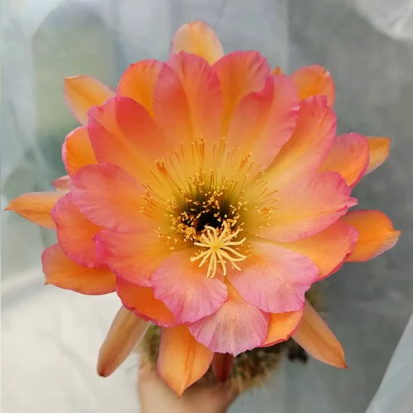 Trichocereus hybrid rosa salmone
