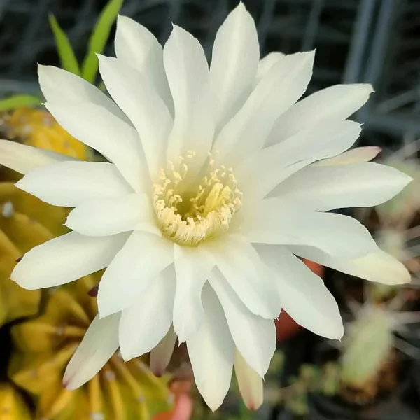 Echinopsis hybrid bianco