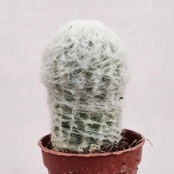 Espostoa lanata