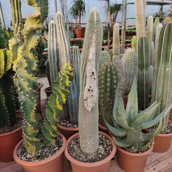 Espostoa dybowskii (Espostoopsis dybowskii)