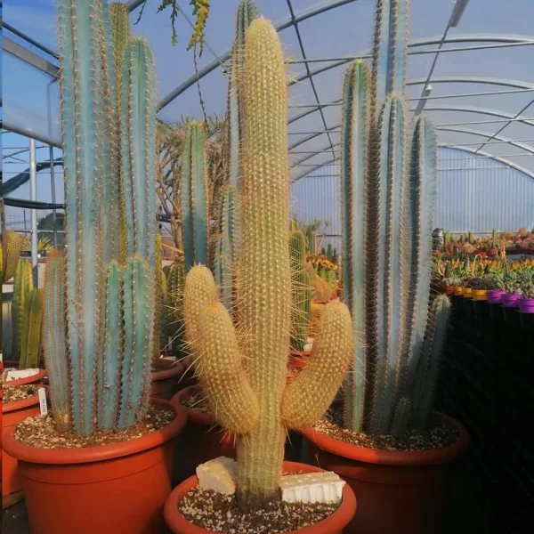 Espostoa melanostele