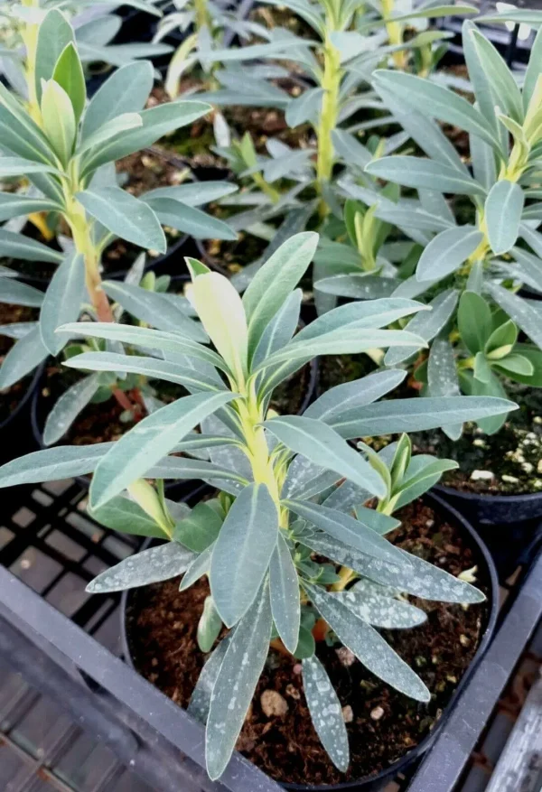 Euphorbia characias - immagine 2