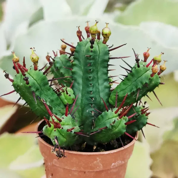 Euphorbia enopla