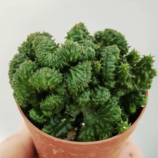 Euphorbia enopla crestata - immagine 2
