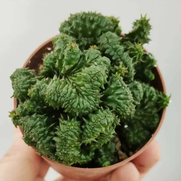 Euphorbia enopla crestata