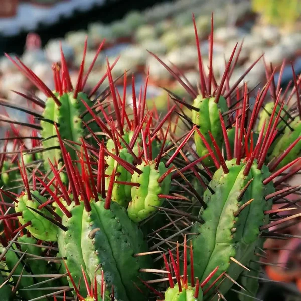 Euphorbia enopla - immagine 2