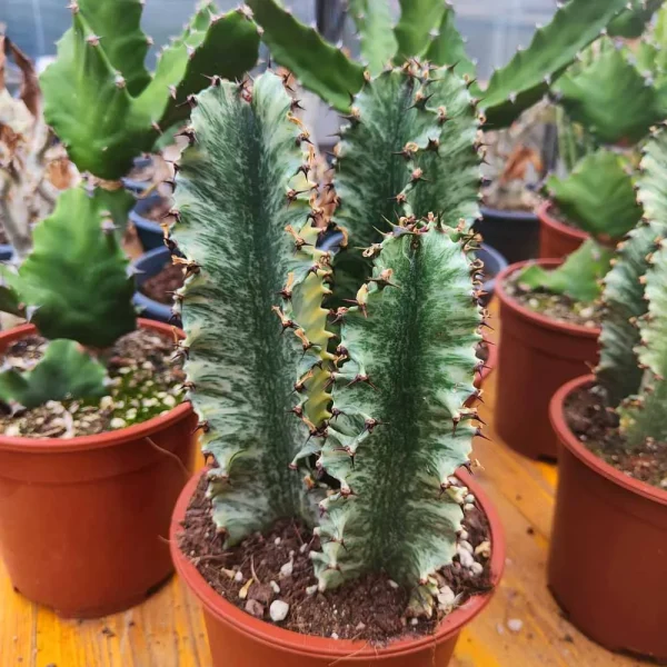 Euphorbia eritrea variegata
