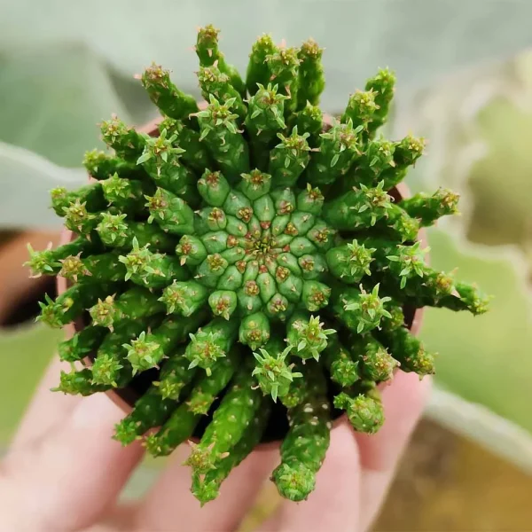 Euphorbia flanaganii