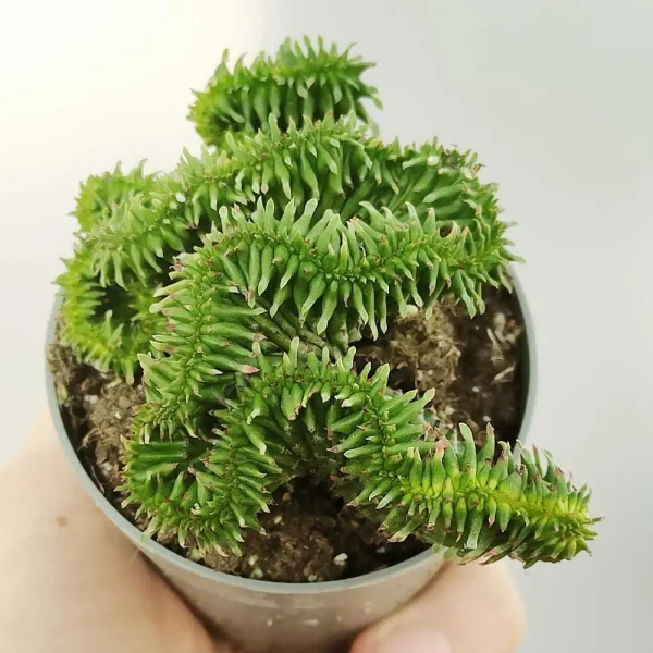 Euphorbia horrida crestata