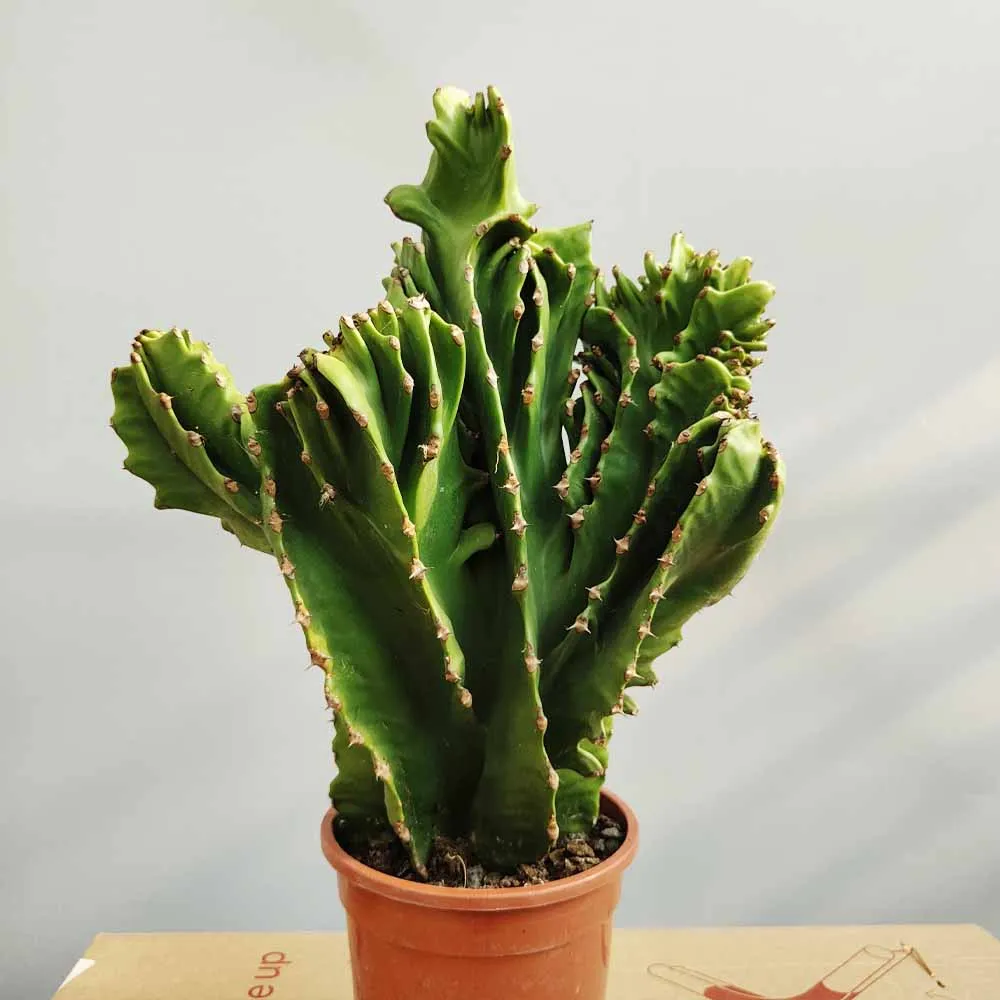 Euphorbia ingens crestata