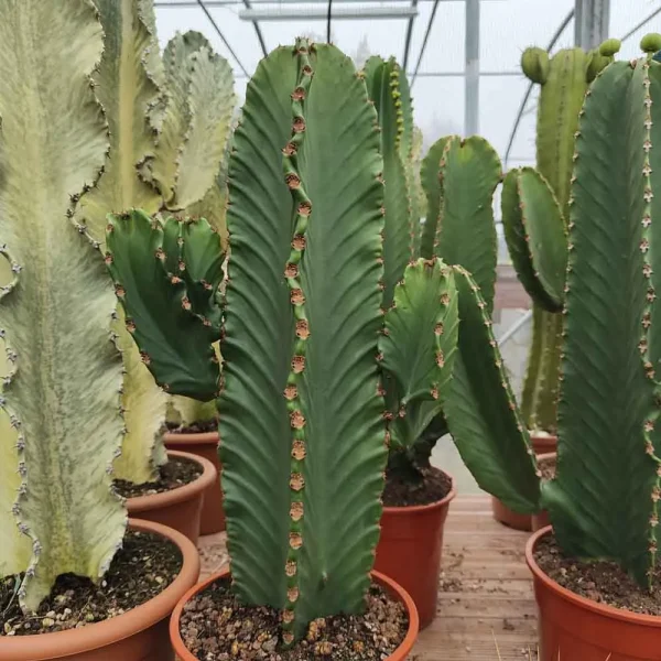 Euphorbia ingens (cactus candelabro)