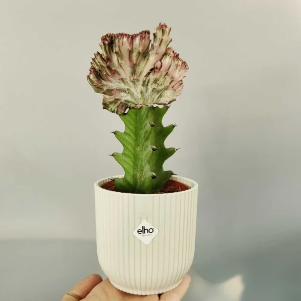 Euphorbia lactea crestata