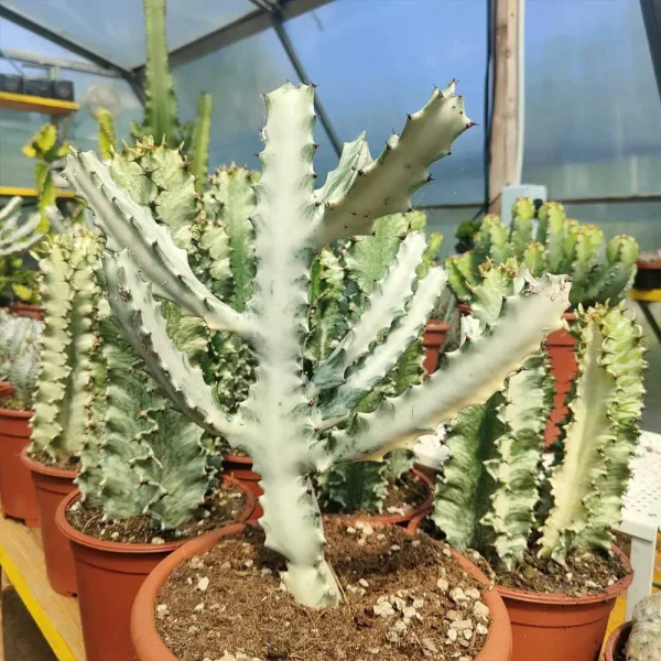 Euphorbia lactea