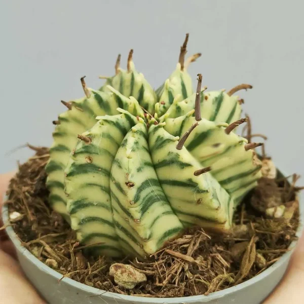 Euphorbia meloformis f. variegata