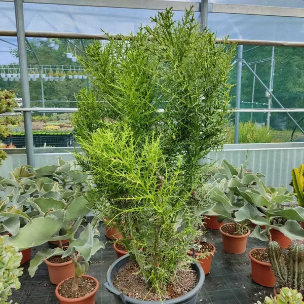 Euphorbia stenoclada