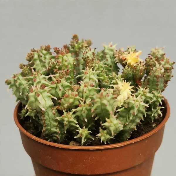 Euphorbia submammillaris variegata