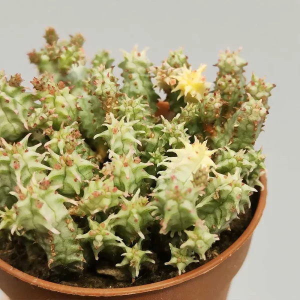 Euphorbia submammillaris variegata - immagine 3