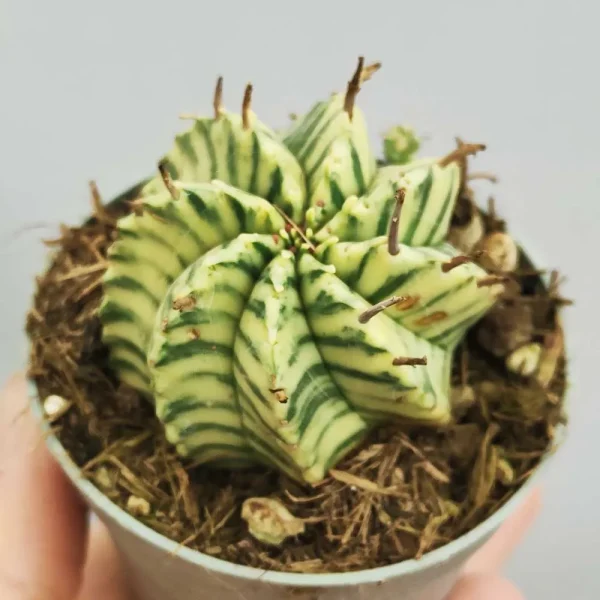 Euphorbia meloformis f. variegata - immagine 2