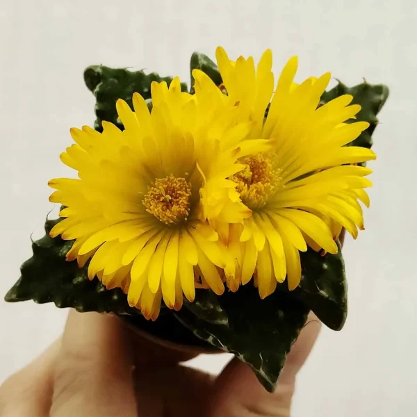 Faucaria - immagine 2
