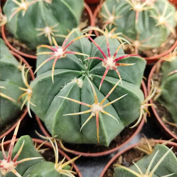Ferocactus macrodiscus - immagine 2