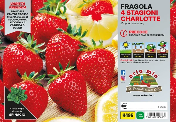 Fragola rifiorente 4 stagioni