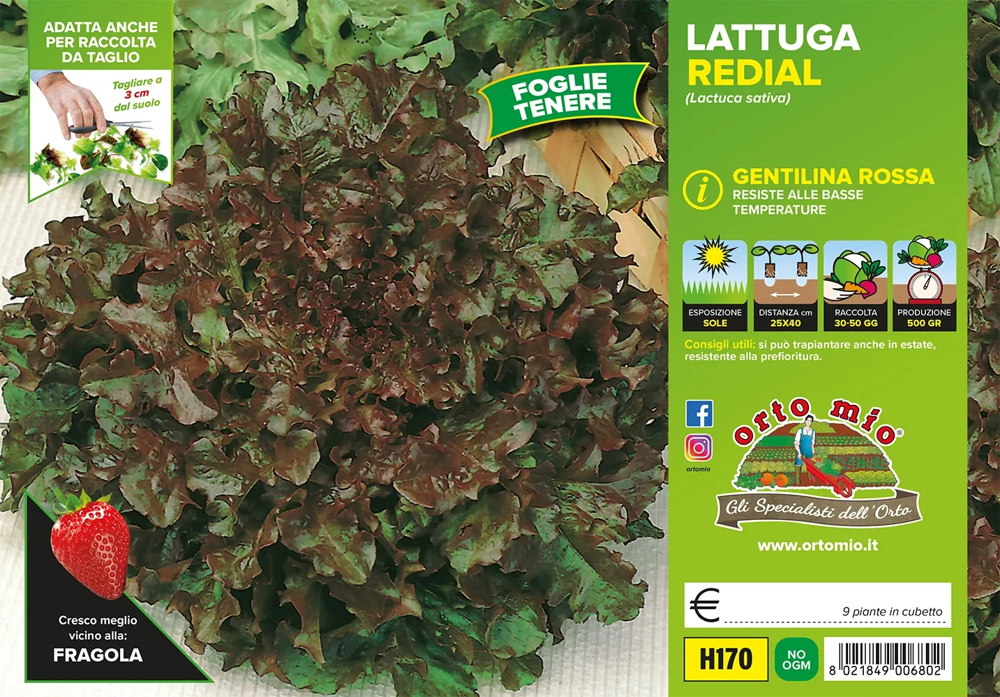Lattuga GENTILINA Rossa