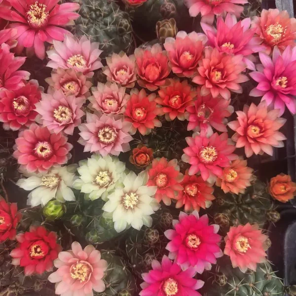 Gymnocalycium baldianum