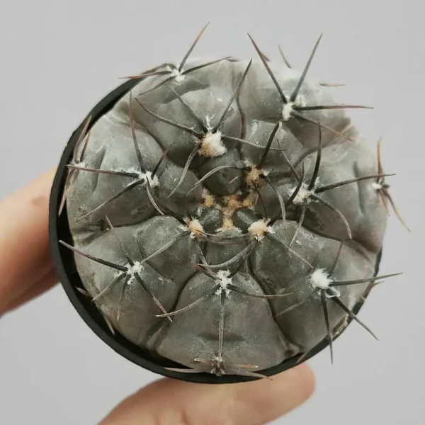 Gymnocalycium berchtii