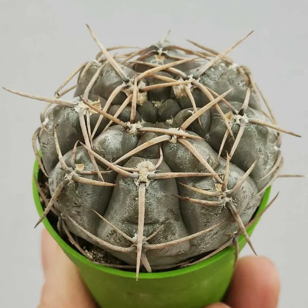 Gymnocalycium bodenbenderianum - immagine 2