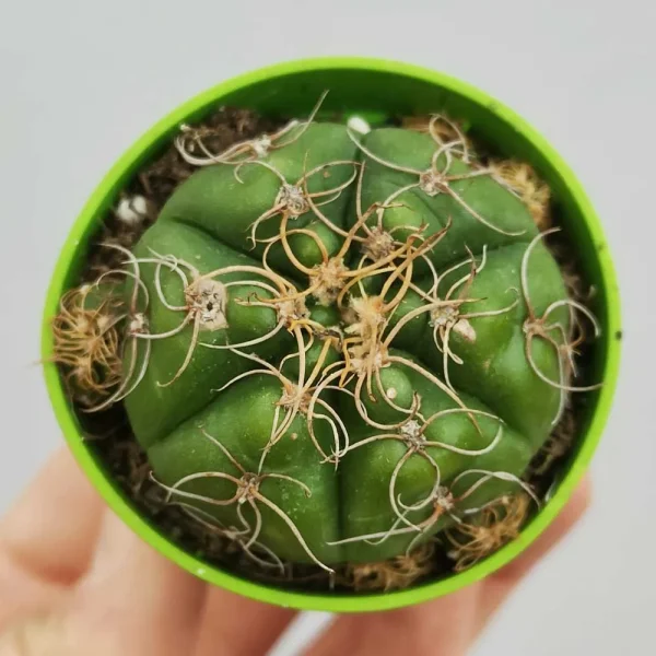 Gymnocalycium denudatum