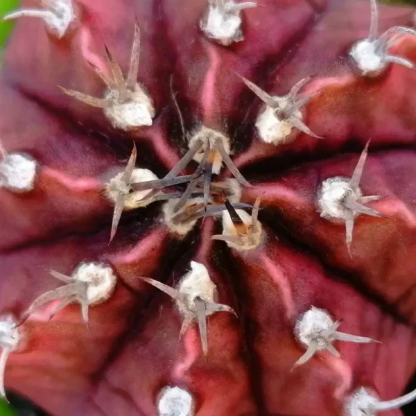 Gymnocalycium friedrichii - immagine 3