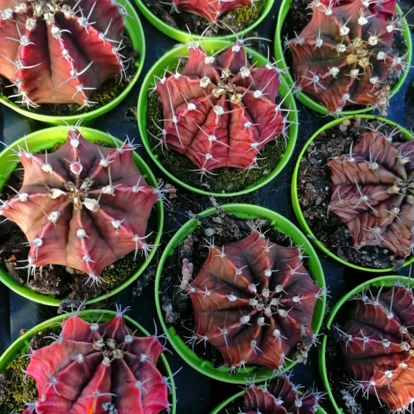 Gymnocalycium friedrichii - immagine 2