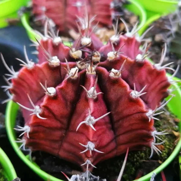 Gymnocalycium friedrichii
