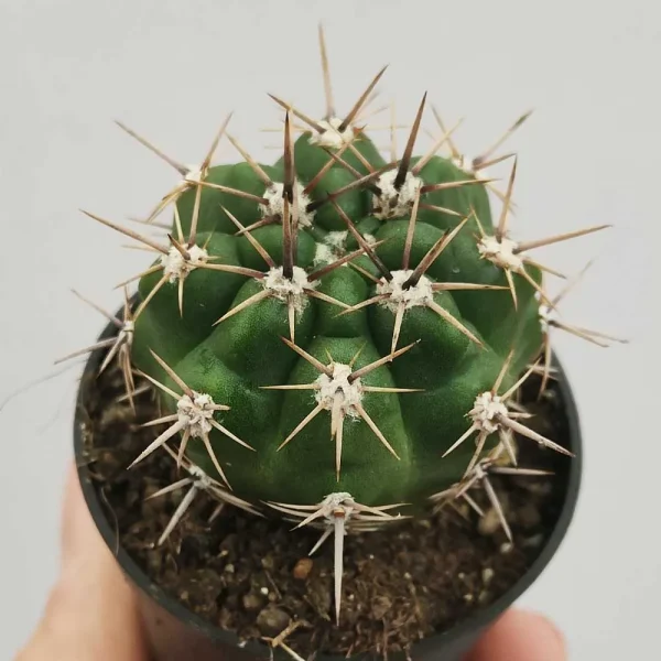 Gymnocalycium neuhuberi - immagine 2