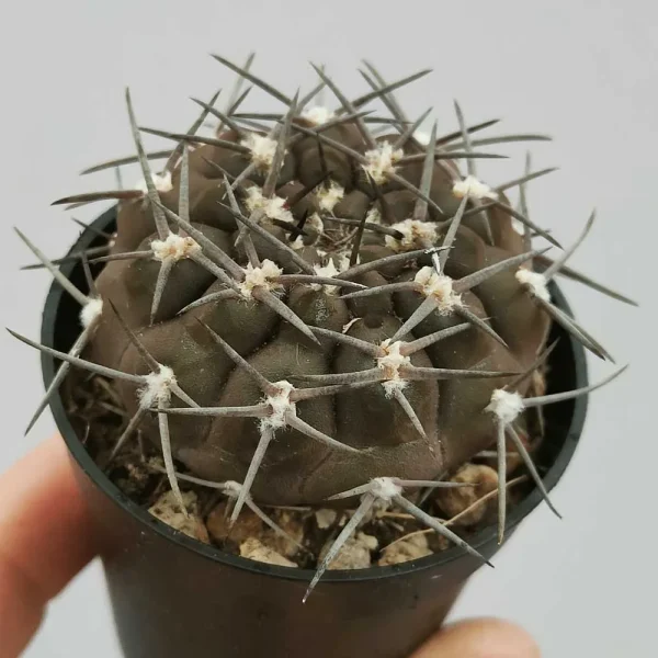 Gymnocalycium piltziorum - immagine 2