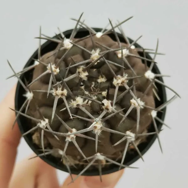 Gymnocalycium piltziorum