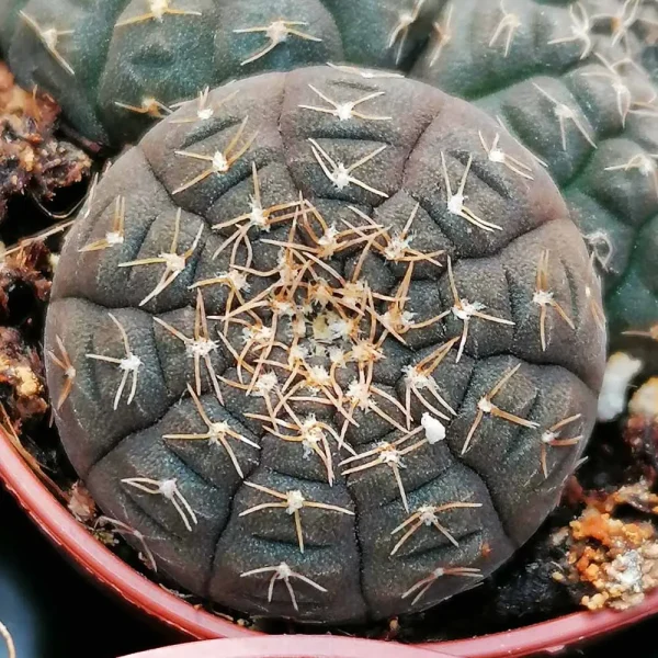 Gymnocalycium ragonesei